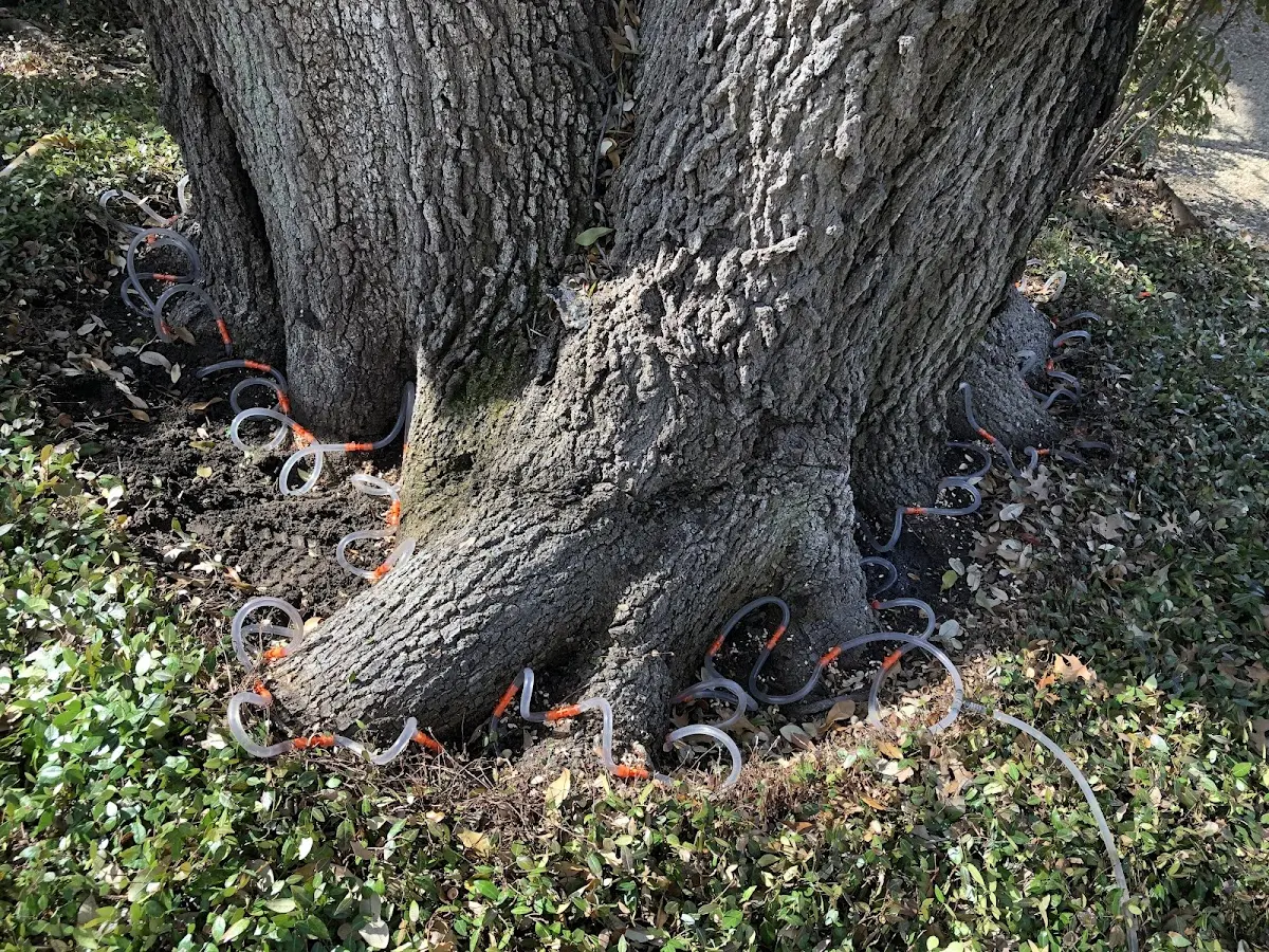 Detailed Tree Cabling and Bracing job site in Barbourville