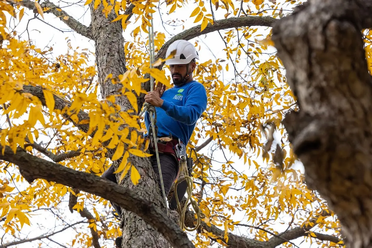 Skilled Tree Pruning crew working in Barbourville